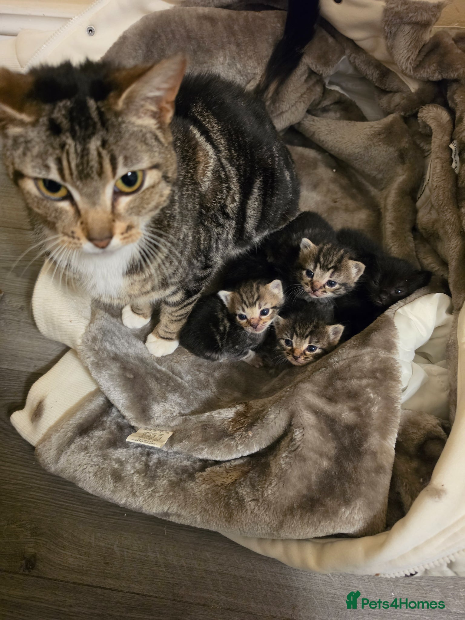 Mixed Breed cats "Fluffy Furballs"  - Advert 1