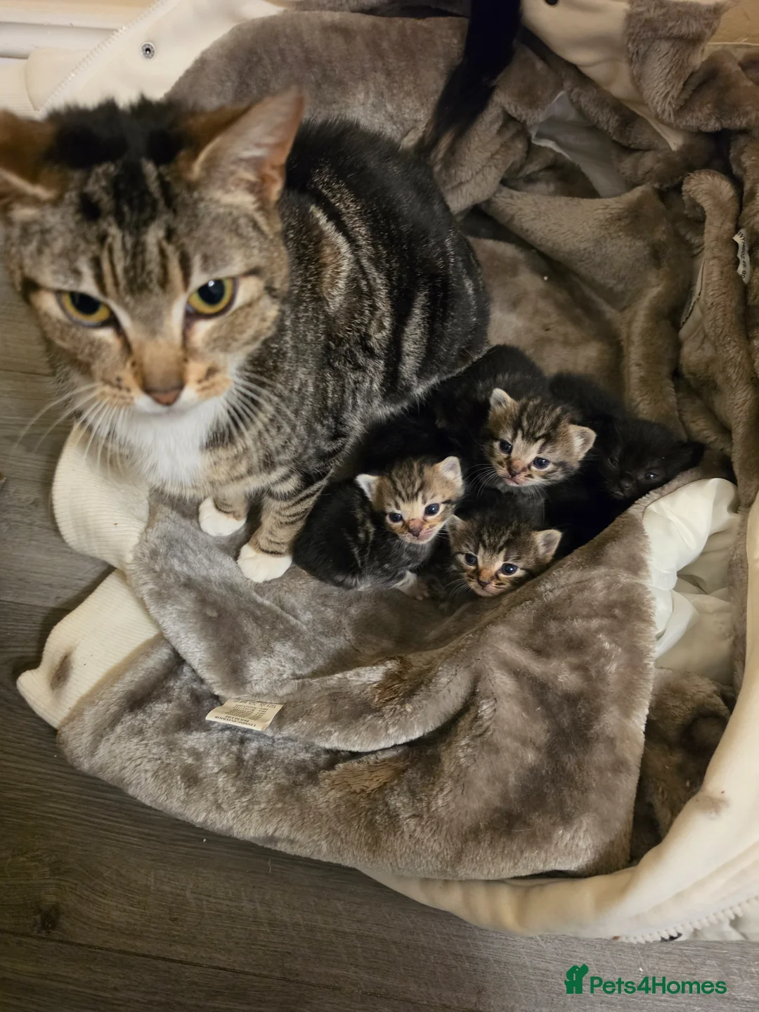 Mixed Breed cats for sale: "Fluffy Furballs"  - Advert 1