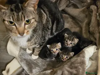 Mixed Breed cats for sale: "Fluffy Furballs" - Advert 1