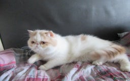 Exotic cats for sale: 2 Beautiful Male Exotics READY NOW - Image 15