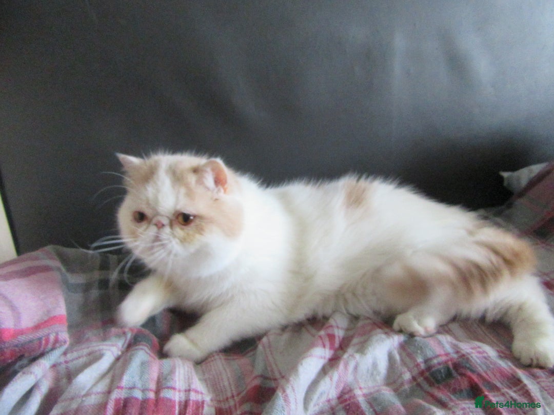 Exotic cats for sale: 2 Beautiful Male Exotics READY NOW - Image 15