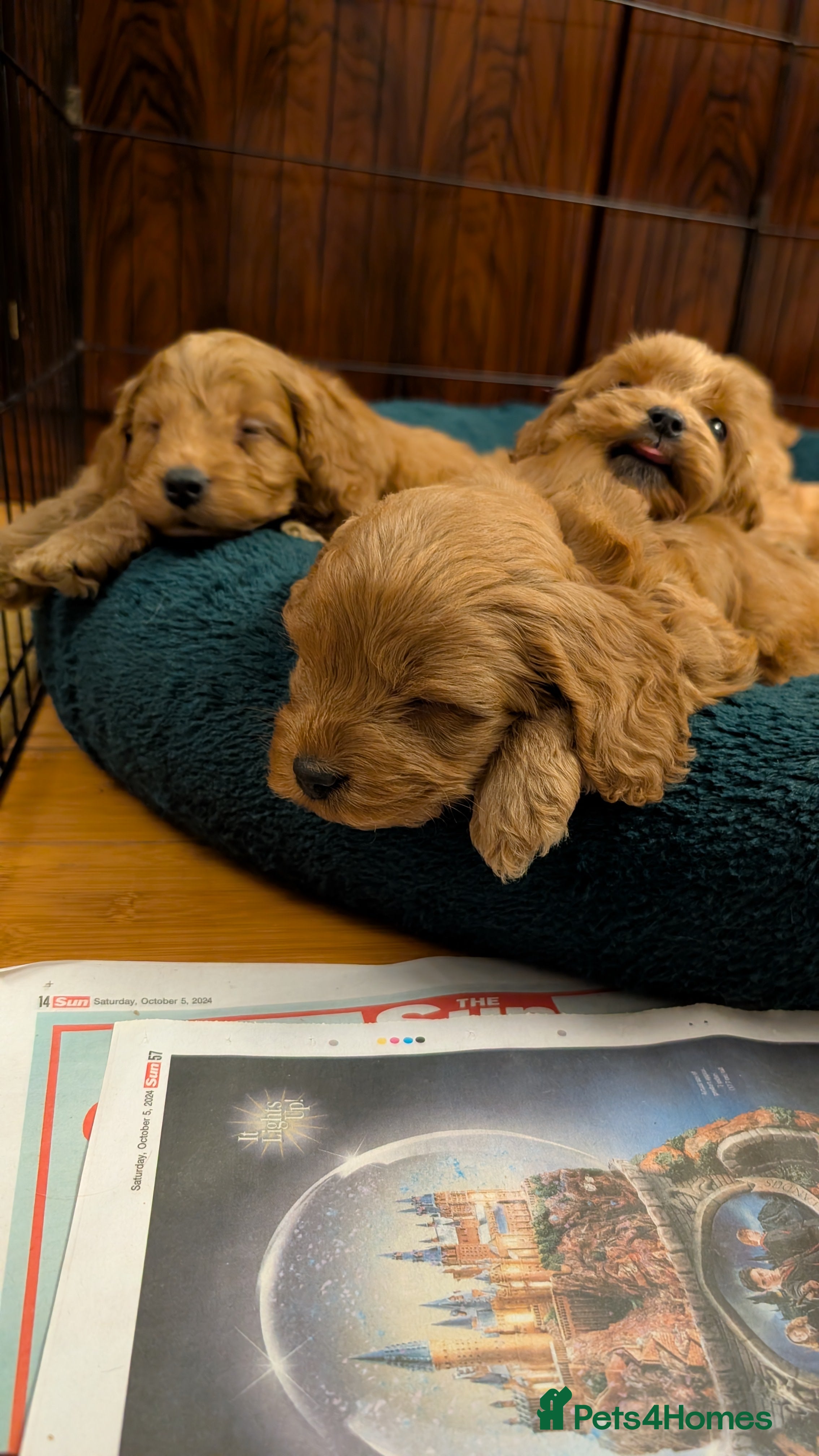 Cockapoo dogs Stunning F1 Toy Show Cockapoo Puppies  - Advert 8