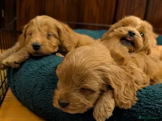 Cockapoo dogs Stunning F1 Toy Show Cockapoo Puppies - Advert 8