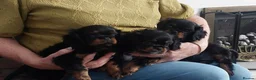 Cavalier King Charles Spaniel dogs for sale: KC Reg Cavalier King Charles Spaniel puppies - Advert 4