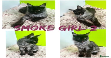Maine Coon cats - Advert 7