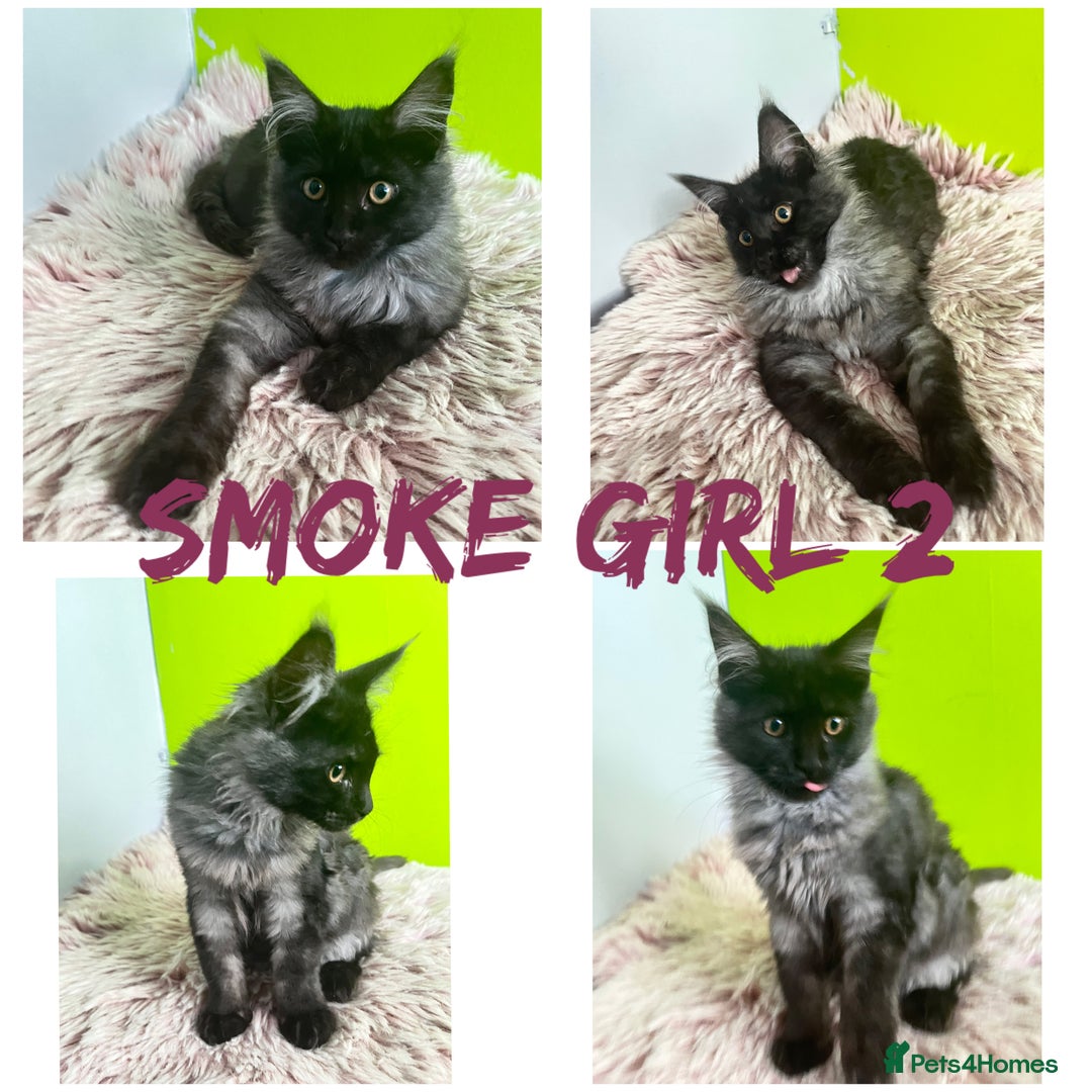 Maine Coon cats for sale: 5 Generation pedigree BLACK SMOKE kittens  - Image 3
