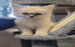 Ragdoll cats for sale: 🐾😺 3 Fluffy Ragdoll Kittens Waiting for You ♥♥♥ - Image 8