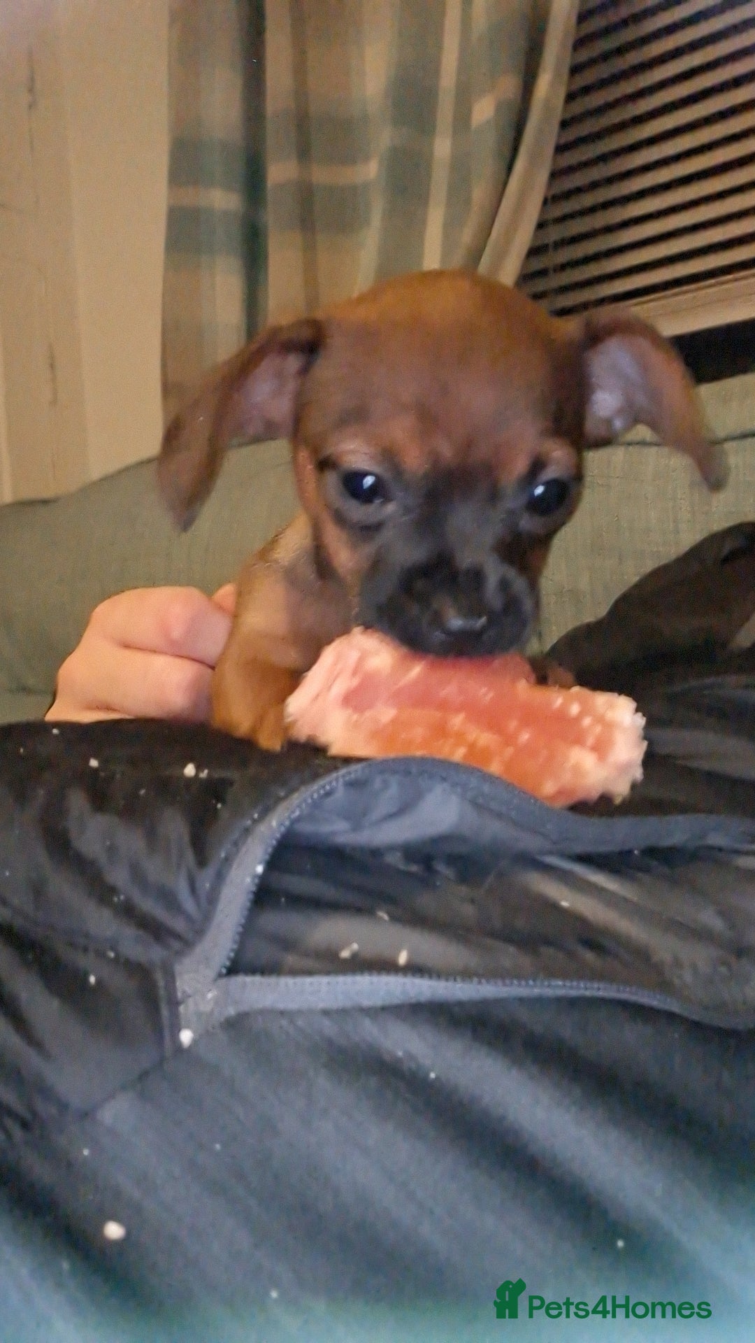 Mixed Breed dogs ​🐾 3 Stunning Girls!Frenchie x Mini Dachshund/Chi - Advert 17