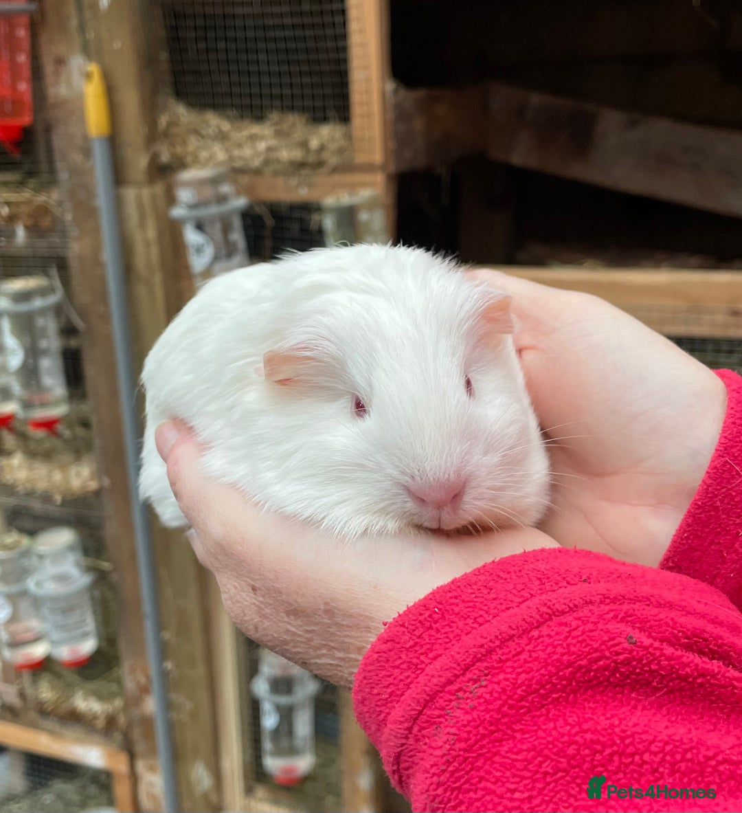 Guinea Pig rodents for sale: LOVELY BONDED BABY GUINEA PIGS - Advert 3