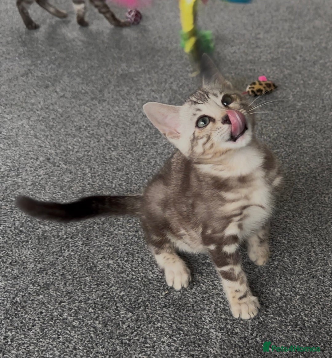 Bengal cats for sale: Well socialised bengal kittens - ready 21/12/25 - Advert 28