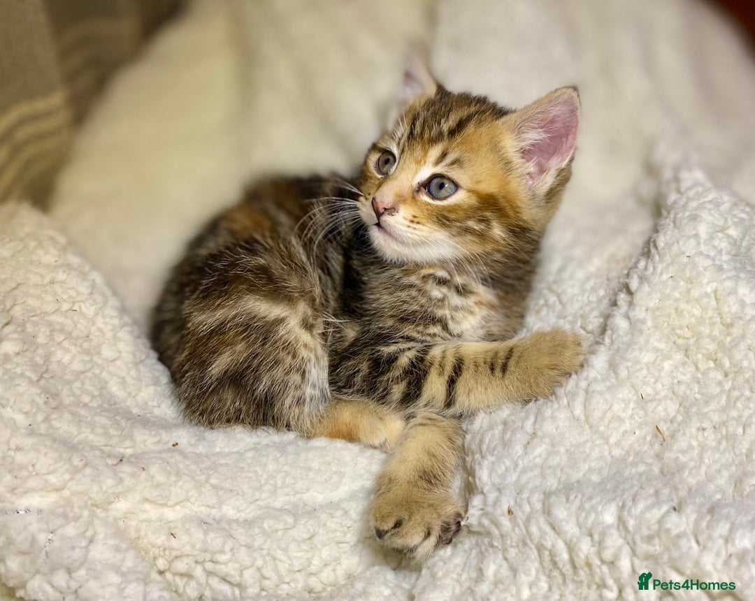 Mixed Breed cats for sale: Gorgeous Ginger And Tortoiseshell Female Kittens - Advert 9