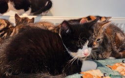 Mixed Breed cats for sale: Mixed Breed Kittens For Sale - Advert 6