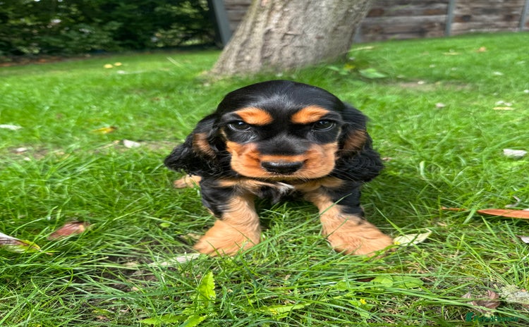 Cocker Spaniel dogs - Advert 9
