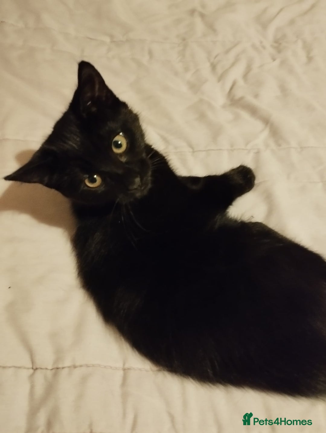 Mixed Breed cats for sale: 4 gorgeous kittens available now  - Advert 9