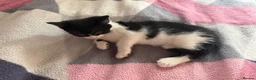 Mixed Breed cats for sale: 8 gorgeous kittens  - Advert 14