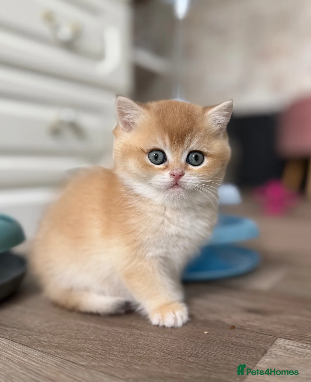 British Shorthair cats for sale: 🌟 Golden kittens. Fluffy happiness for you 🌟 - Advert 1