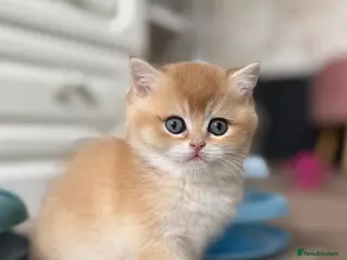 British Shorthair cats for sale: 🌟 Golden kittens. Fluffy happiness for you 🌟 - Advert 2