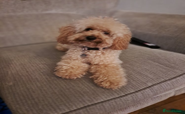 Cockapoo dogs in Sunderland - Advert 8