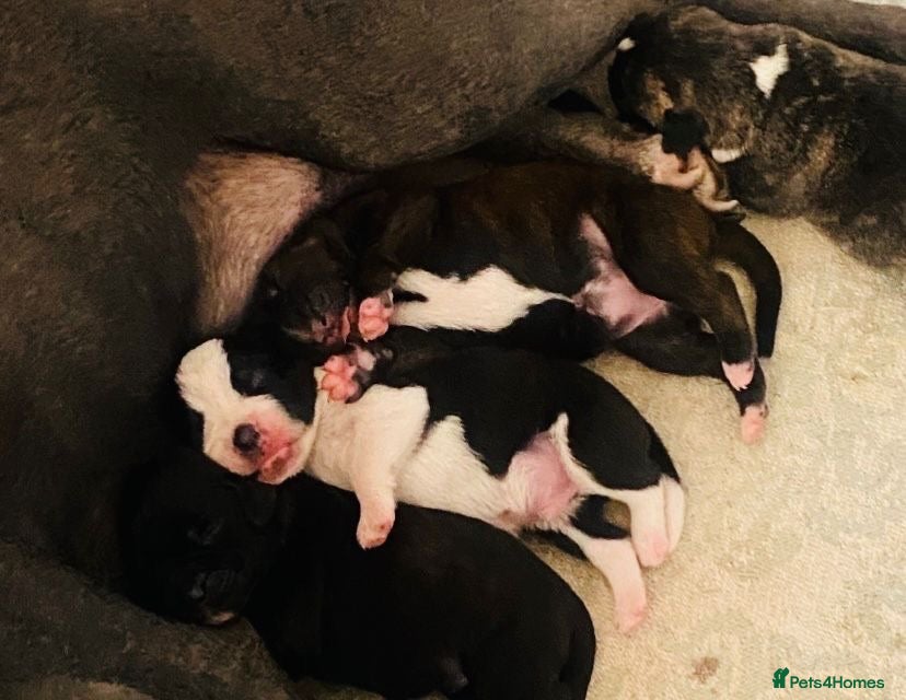 Mixed Breed dogs Blue American staffies - Advert 16