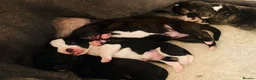 Mixed Breed dogs for sale: Blue American staffies - Advert 26