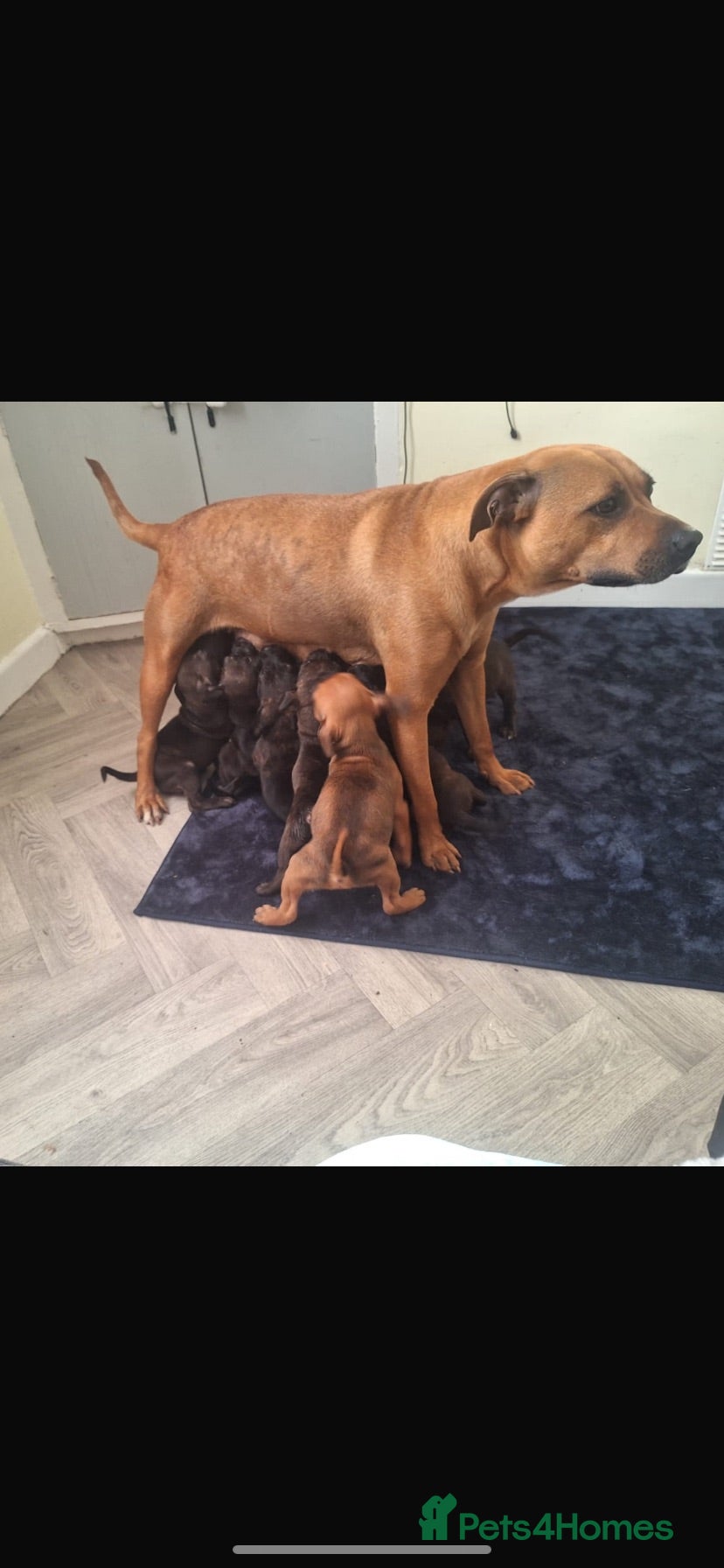 Staffordshire Bull Terrier dogs Staff puppies  - Advert 2