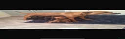 Staffordshire Bull Terrier dogs for sale: Staff puppies  - Advert 1