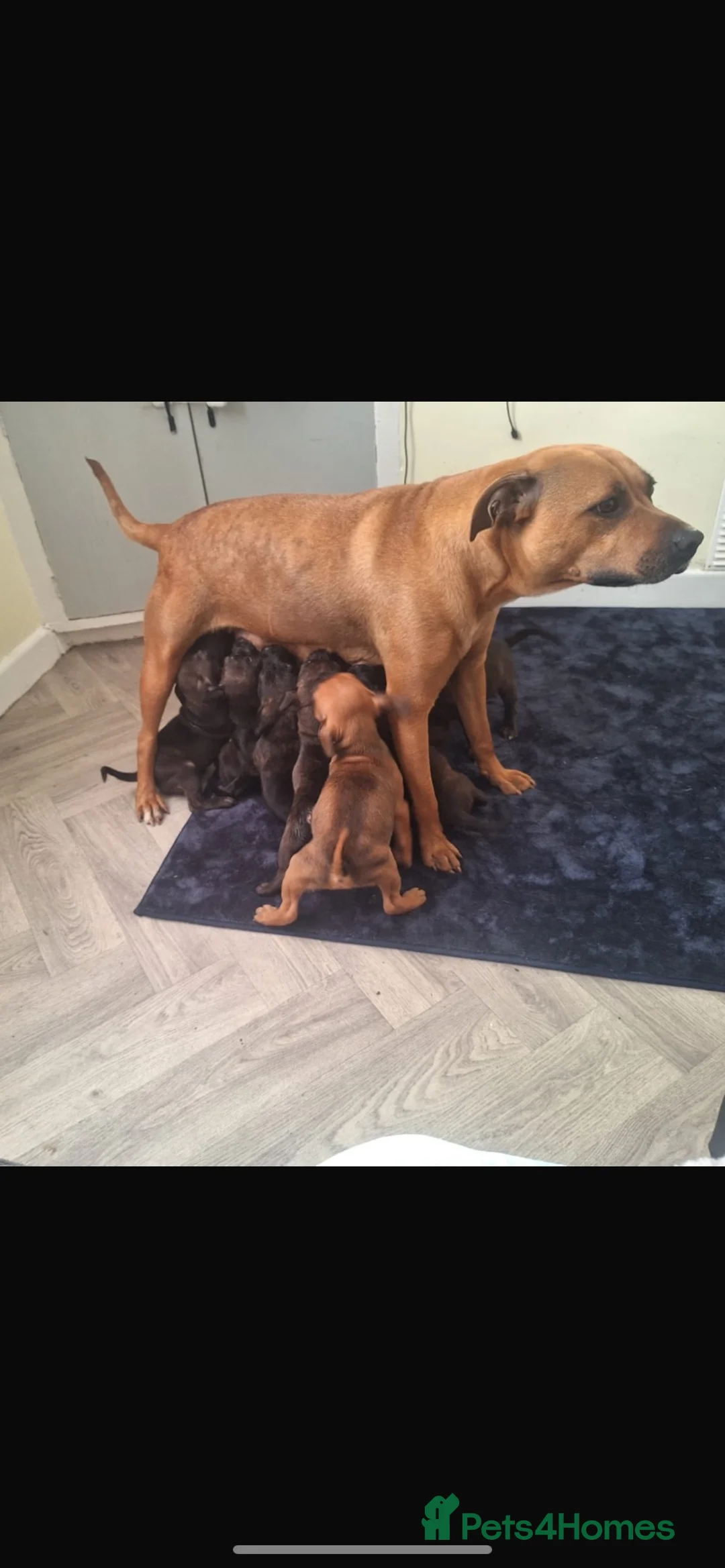 Staffordshire Bull Terrier dogs for sale: Staff puppies  - Advert 1
