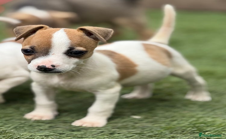 Jack Russell dogs - Advert 4
