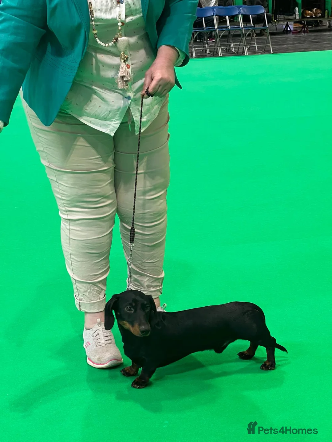 Miniature Dachshund dogs for stud: Miniature smooth haired dachshund for stud - Advert 6