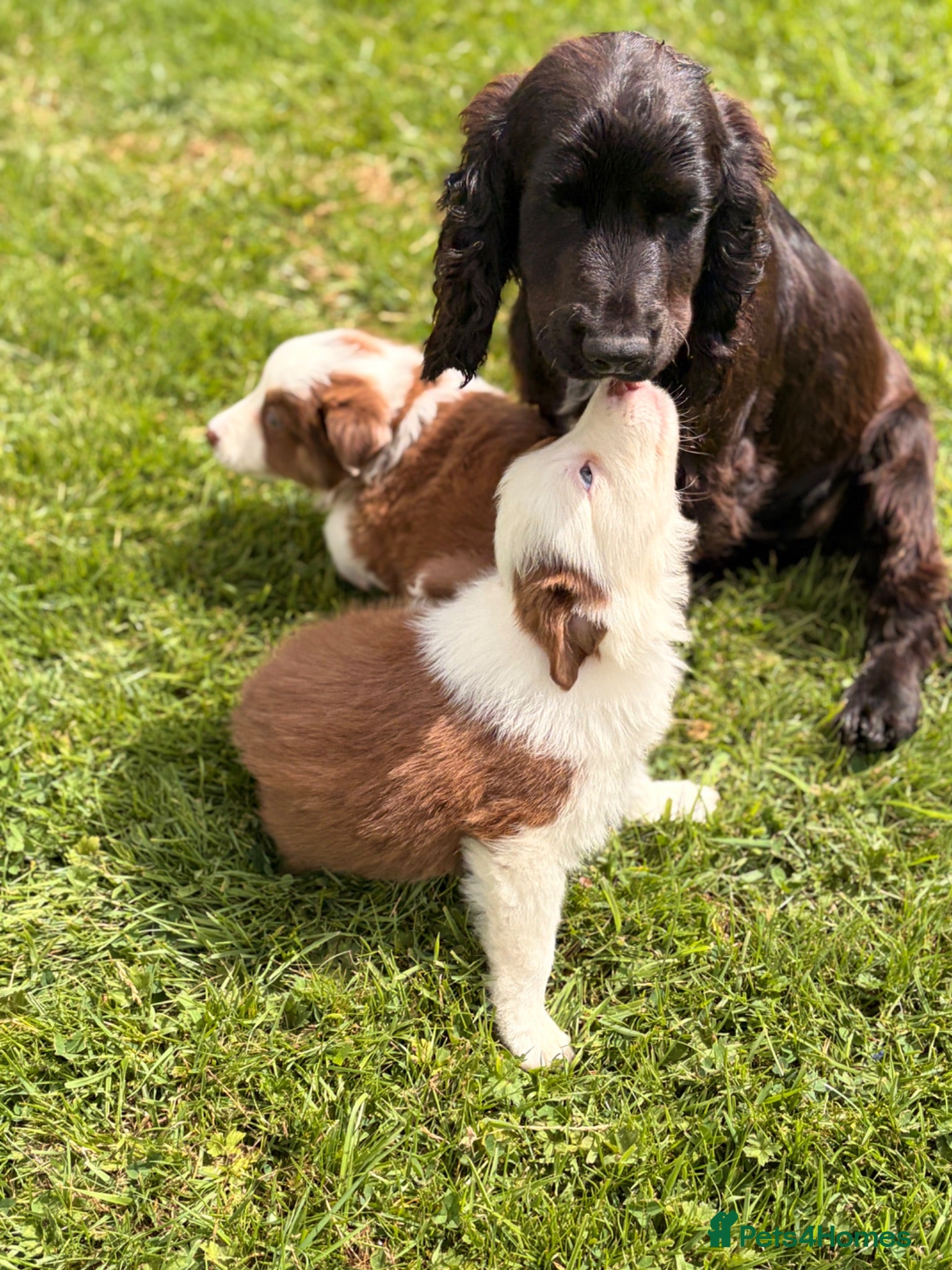 Border Collie dogs BEAUTIFUL BC PUPS, HEALTH TESTED CLEAR PARENTS  - Advert 1