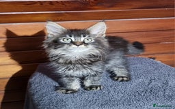 Maine Coon cats for sale: Pedigree Maine Coon Kittens for sale  - Image 18