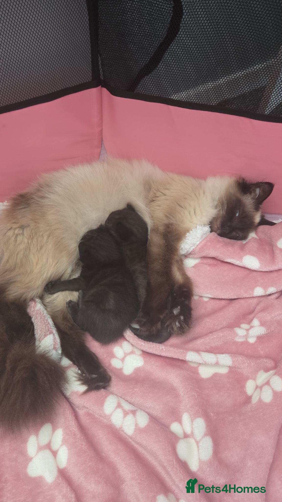 Mixed Breed cats 2 beautiful kittens looking for their forever home - Advert 2