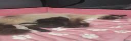 Mixed Breed cats for sale: 2 beautiful kittens looking for their forever home in Leeds - Advert 1