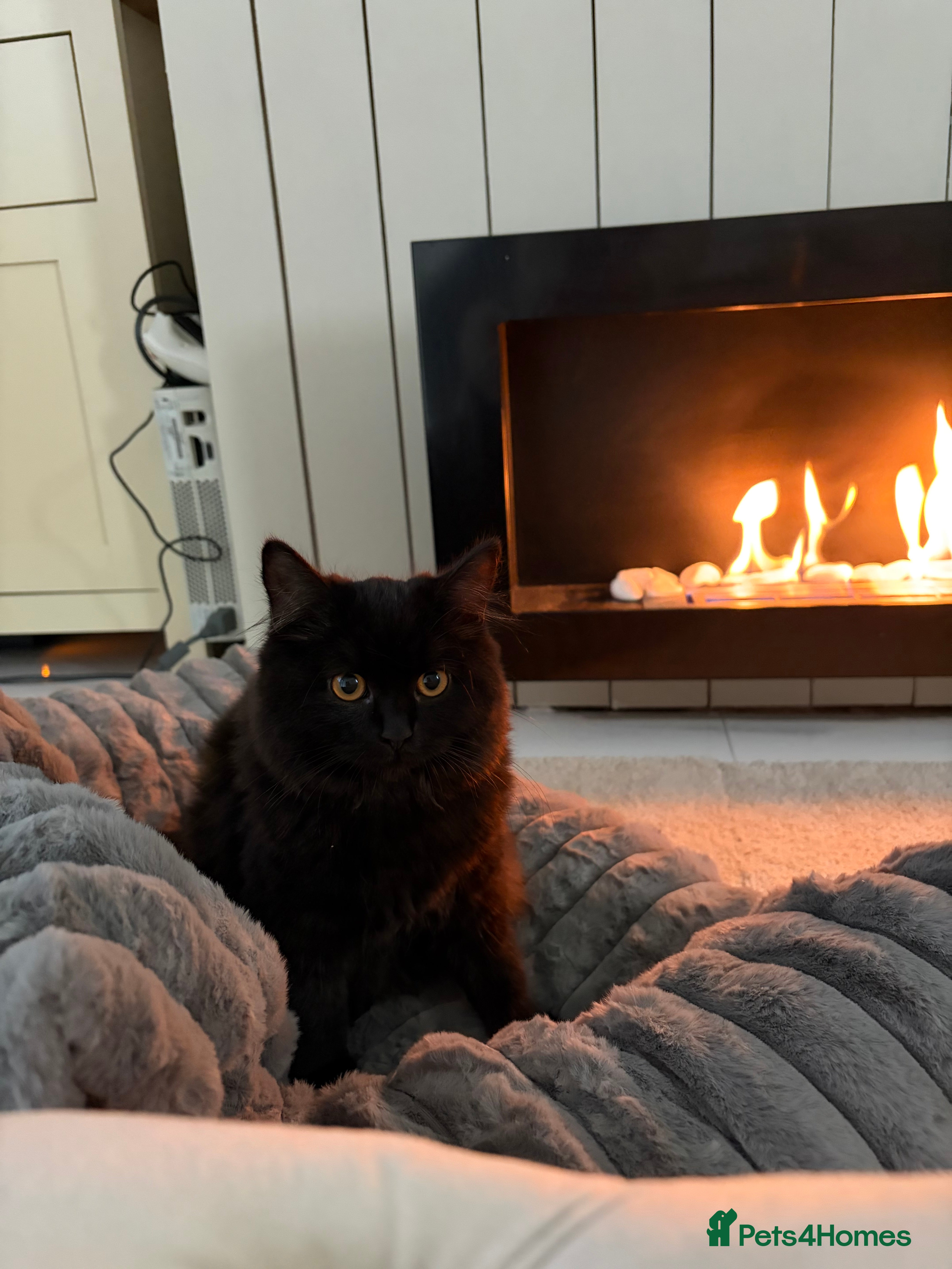 British Shorthair cats Full British short hair kittens LAST ONE - Advert 6