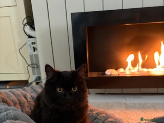 British Shorthair cats Full British short hair kittens - Advert 15