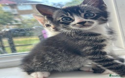 Bengal cats for sale: 6 Cross Bengal Kittens - Image 7