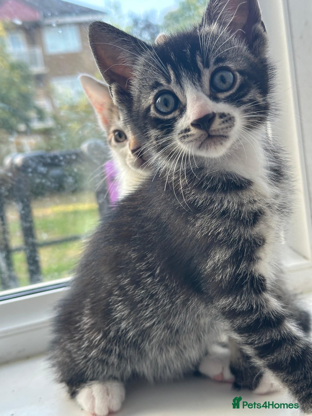 Bengal cats for sale: 6 Cross Bengal Kittens - Image 7