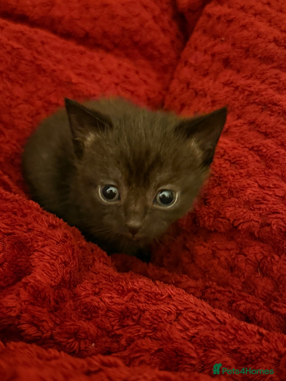 Domestic Shorthair cats for sale: 3 kittens for sale  - Image 3