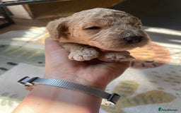 Cockapoo dogs for sale: Toy cockapoos f2b 5 gorgeous teddy bears - Image 6
