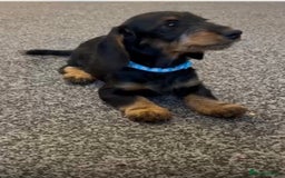 Mixed Breed dogs for sale: daxipoos puppies for sale - Image 12