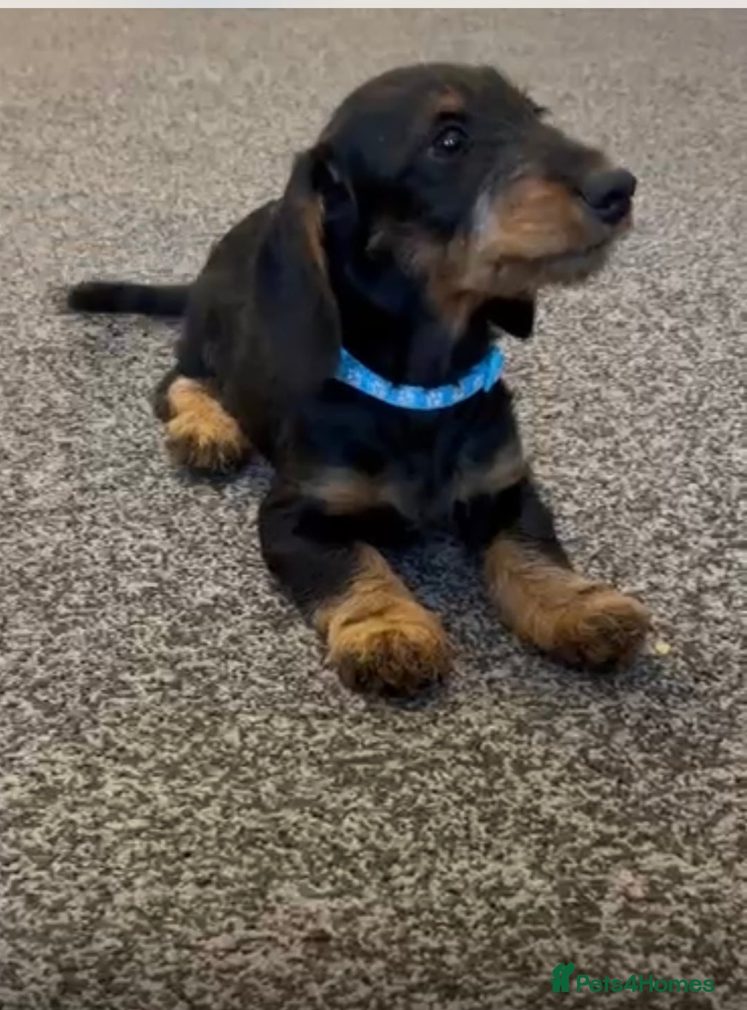 Mixed Breed dogs for sale: daxipoos puppies for sale - Image 12