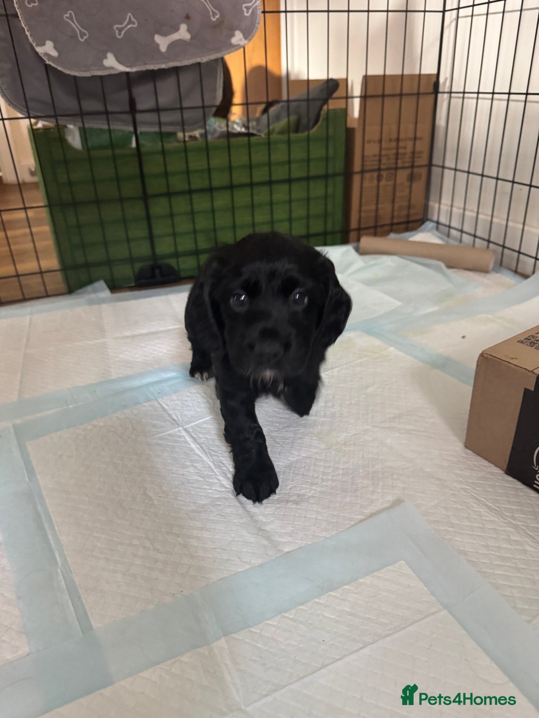 Cocker Spaniel dogs for sale: ‼️ONE GIRL LEFT‼️Working cocker spaniel puppies🐾 - Image 4