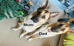 German Shepherd dogs for sale: 10 German Shepherd Puppy - Image 11