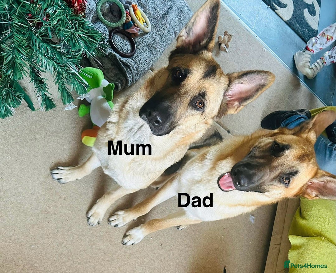 German Shepherd dogs for sale: 10 German Shepherd Puppy - Image 11
