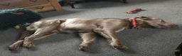 Weimaraner dogs for stud: LongHair Weim.kC Reg & DNA tested.Proven.N/E Scotl - Advert 18