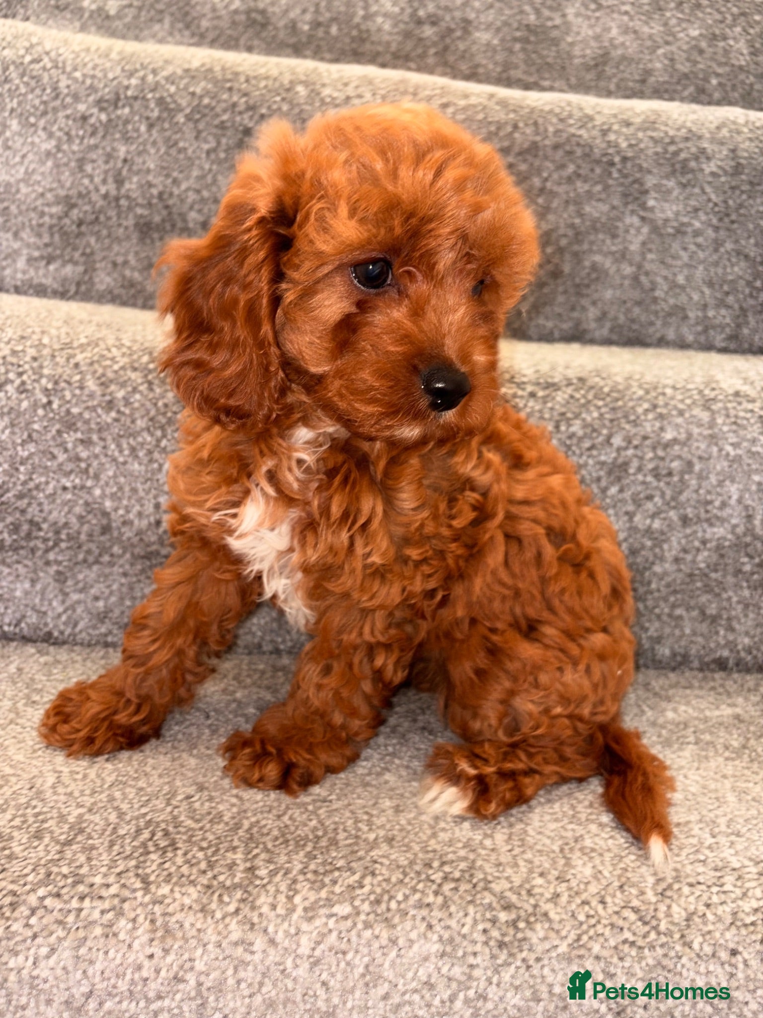 Cavapoo dogs 5⭐️Health Cleared Deep red Toy Cavapoo puppy’s  - Advert 10