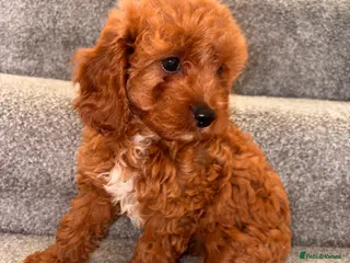 Cavapoo dogs 5โญ๏ธHealth Cleared Deep red Toy Cavapoo puppyโs - Advert 2
