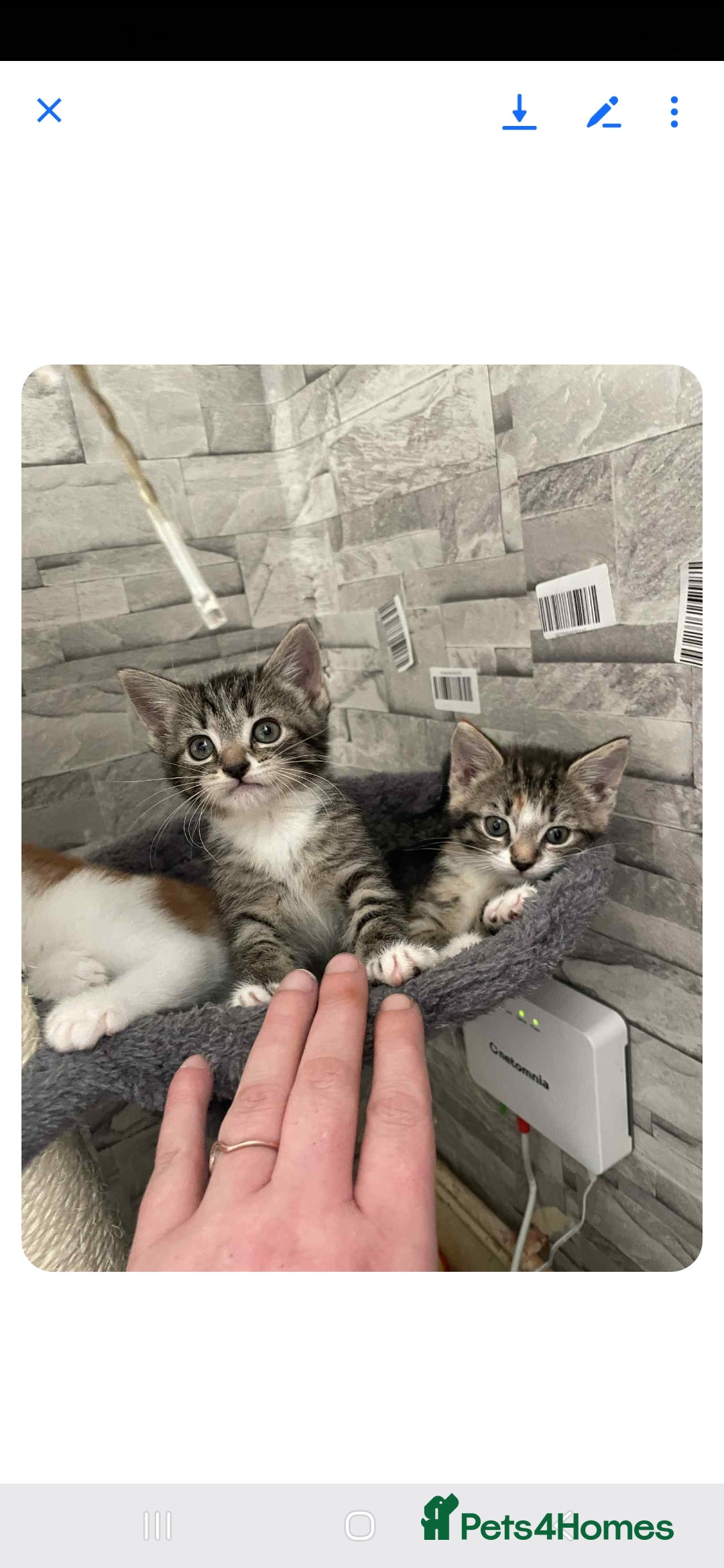 Mixed Breed cats for sale: Gorgeous kittens  - Image 5