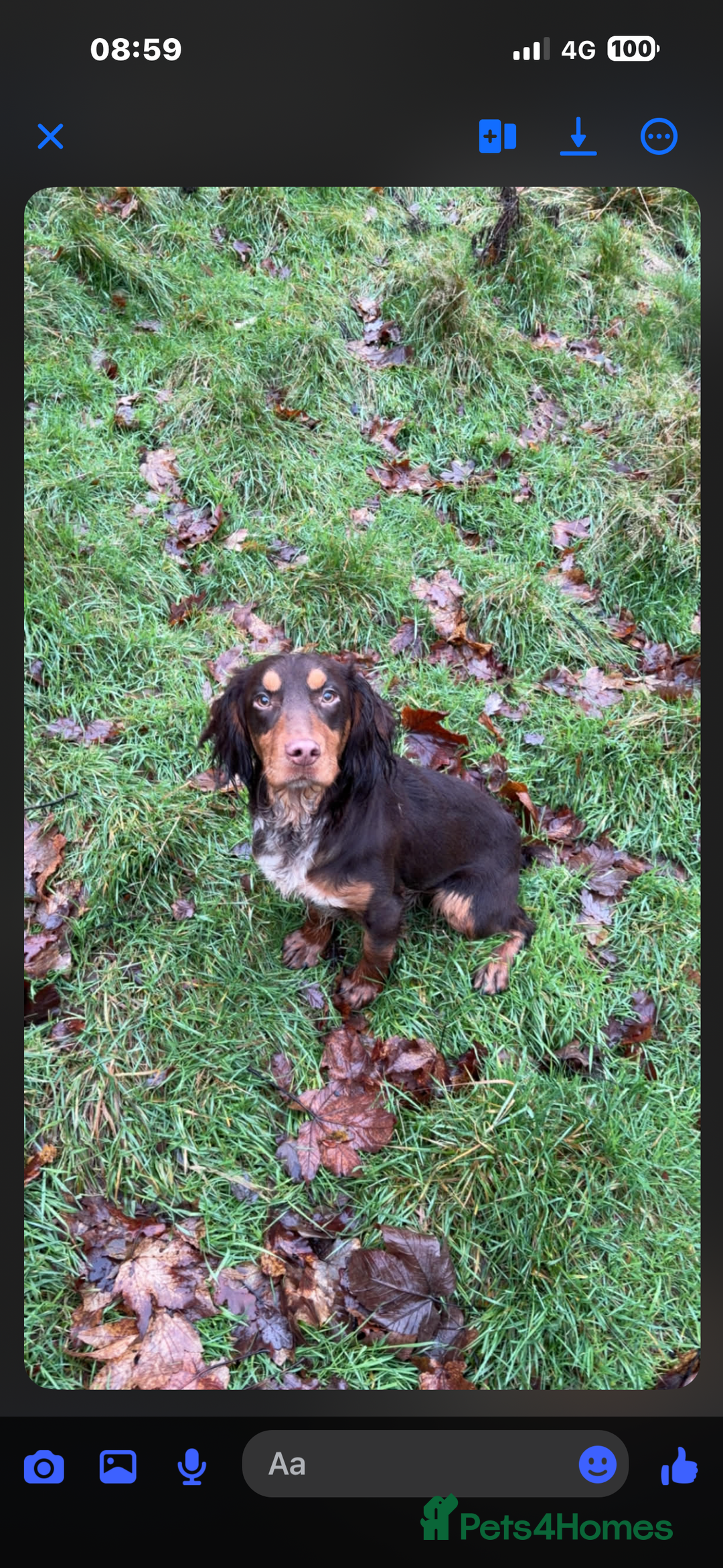 Cocker Spaniel dogs for sale: Cocker spaniel pups  - Advert 6