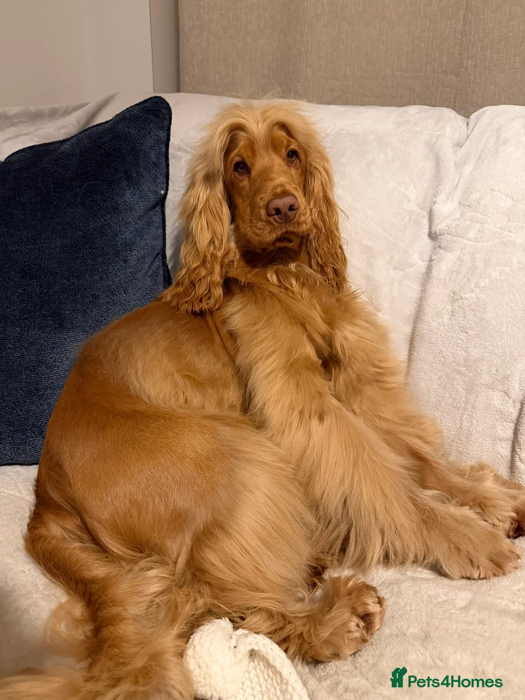 Cocker Spaniel dogs for stud: Stunning KC red show cocker spaniel for stud - Advert 2